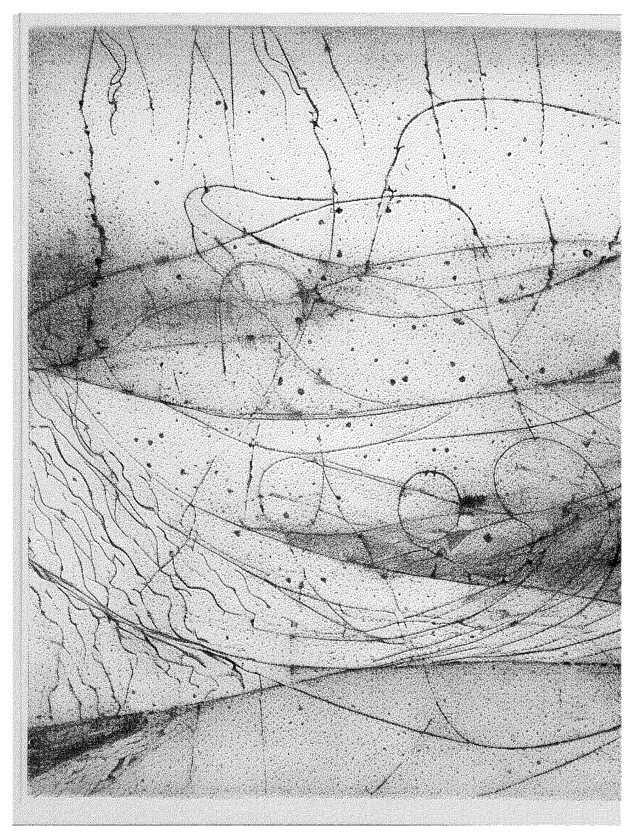 mark webster 🪸 tweet media