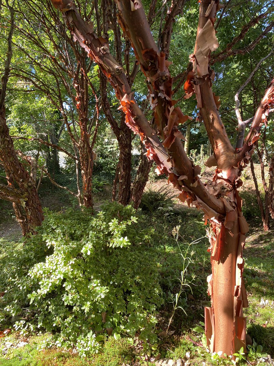Fabulous grove of paperbark maple #trees at Keith Wiley’s #wildsidegarden! 

Why have just one when you can plant a grove?