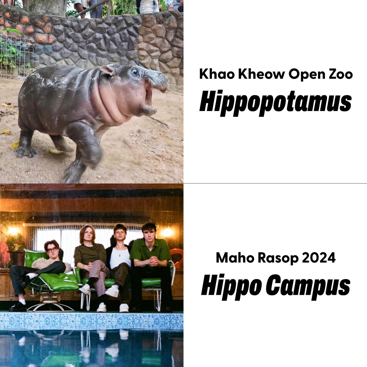 At <a href="/kkopzoo/">washedtrader1929</a> has a famous baby pygmy hippo 'Moo Deng' 🦛, but at #MahoRasop #MHRS2024, we've got <a href="/thehalocline/">hippo campus</a> rocking the stage! 🎶
⁣
📌 23-24 NOV at ESC Park, BKK
🎫 Find out more &amp; get tickets at bit.ly/3ZuBdJP
⁣
Photo credit: <a href="/and_khamoo/">Khamoo.andthegang</a> 
👀 mahorasop.com