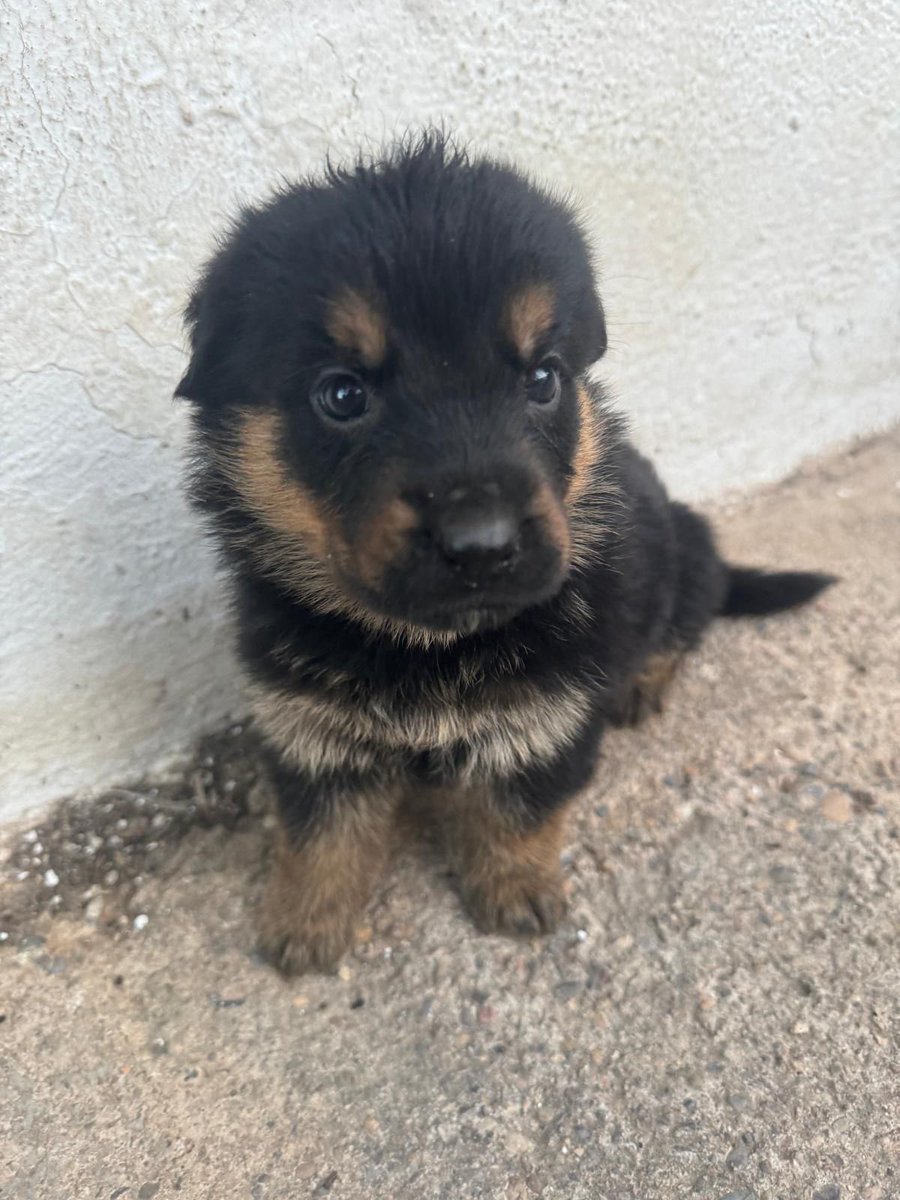 Hola estos cachorros tienen 1 mes, y es urgente encontrar familias, hay 3 machos... Un amigo mio, intenta ganar tiempo para, que se quedan más, con la madre, son cruzado de rothweiller y pastor alemán