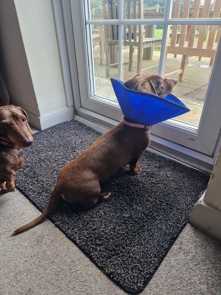 We're on holiday for my Hoograndpa's 80th birthday. I may still be in the cone, but that doesn't stop me from barking at the sheep! 😂