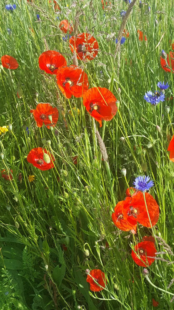 MamCathrine's tweet image. Challenge photo a day 
19 septembre 
Wildflowers
#fmspad
