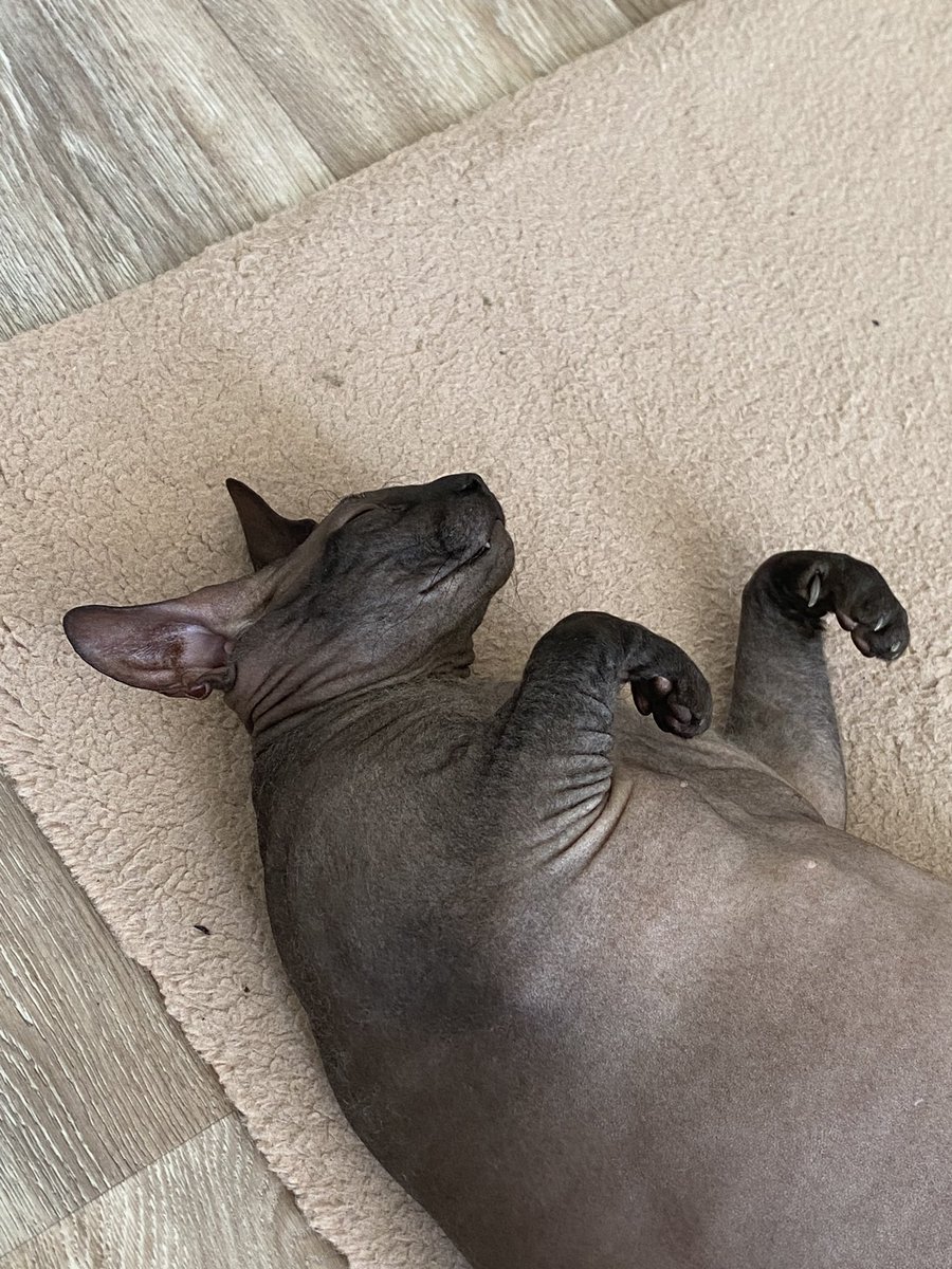 maydjos's tweet photo. gm friends ✨

I have news... I finally bought my first iPhone!! I've been wanting to do that for a long time 🥹

and of course the first picture I took was a picture of my cat ahahah

have a good day everyone 🤍 https://t.co/PB6xM3qm5z