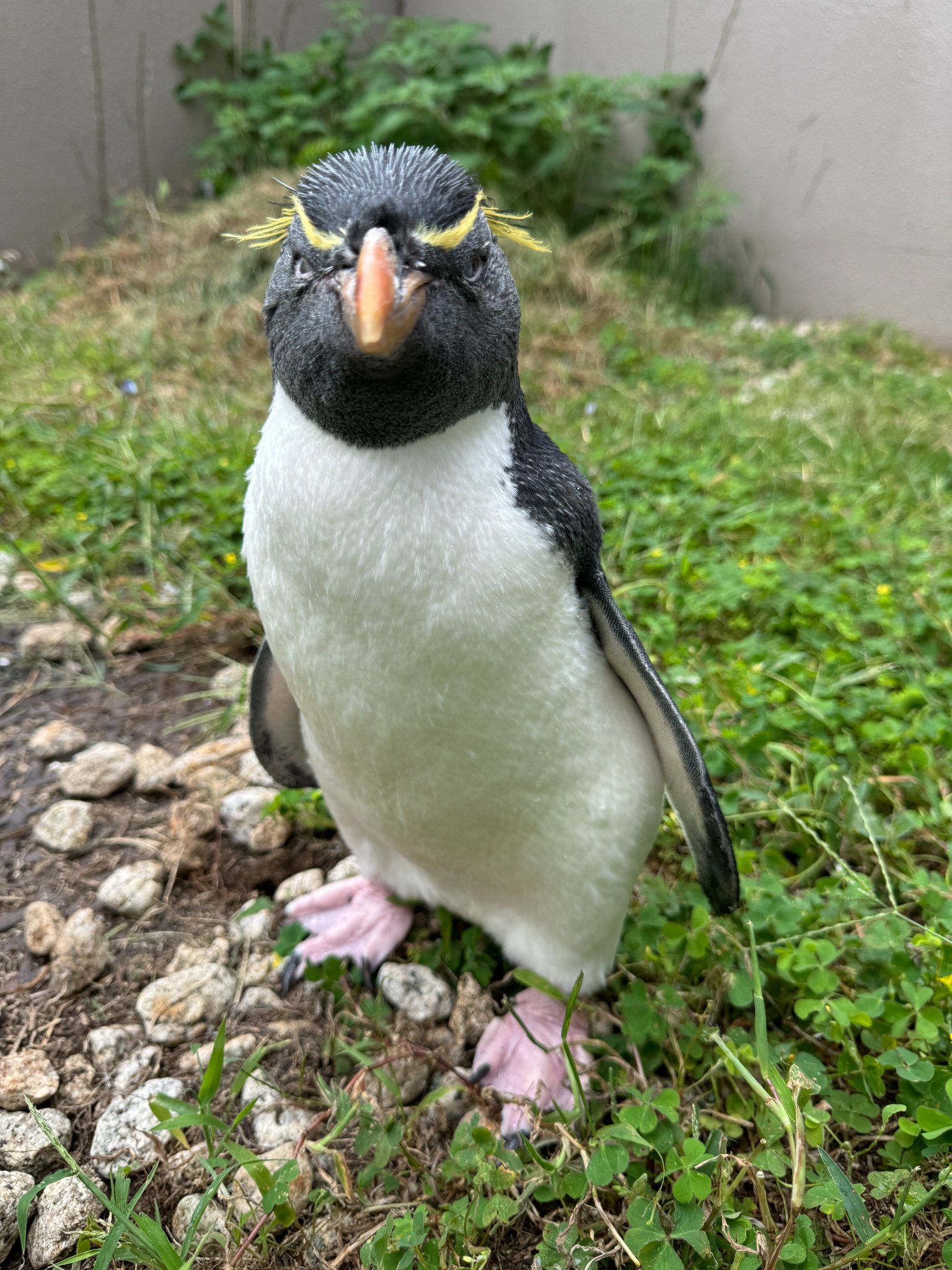 新潟市水族館マリンピア日本海PR【公式】 on X: 