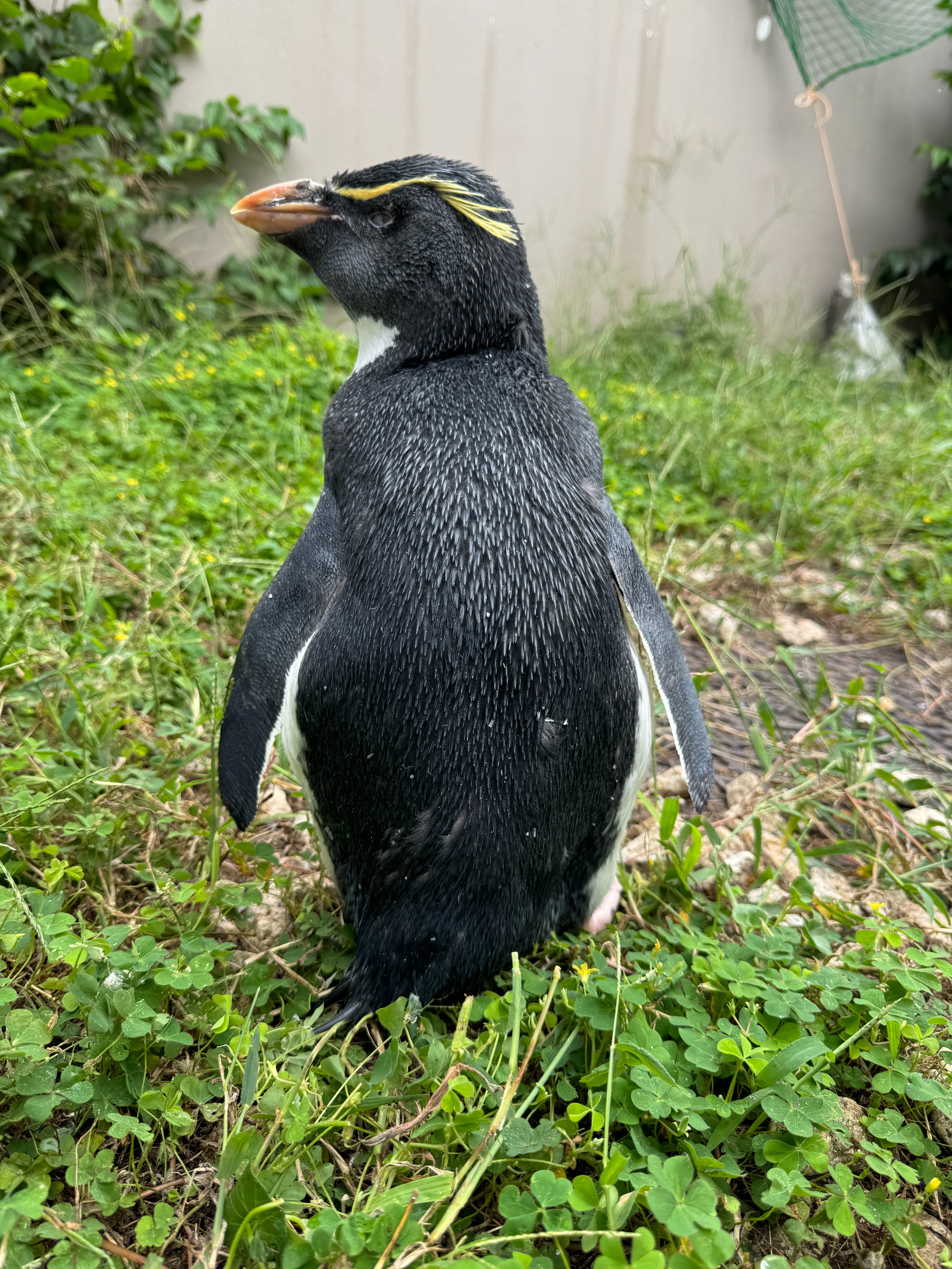 油絵 イワトビペンギン 海 爆風になびく金髪 ※実際に爆風が吹いている訳ではありません