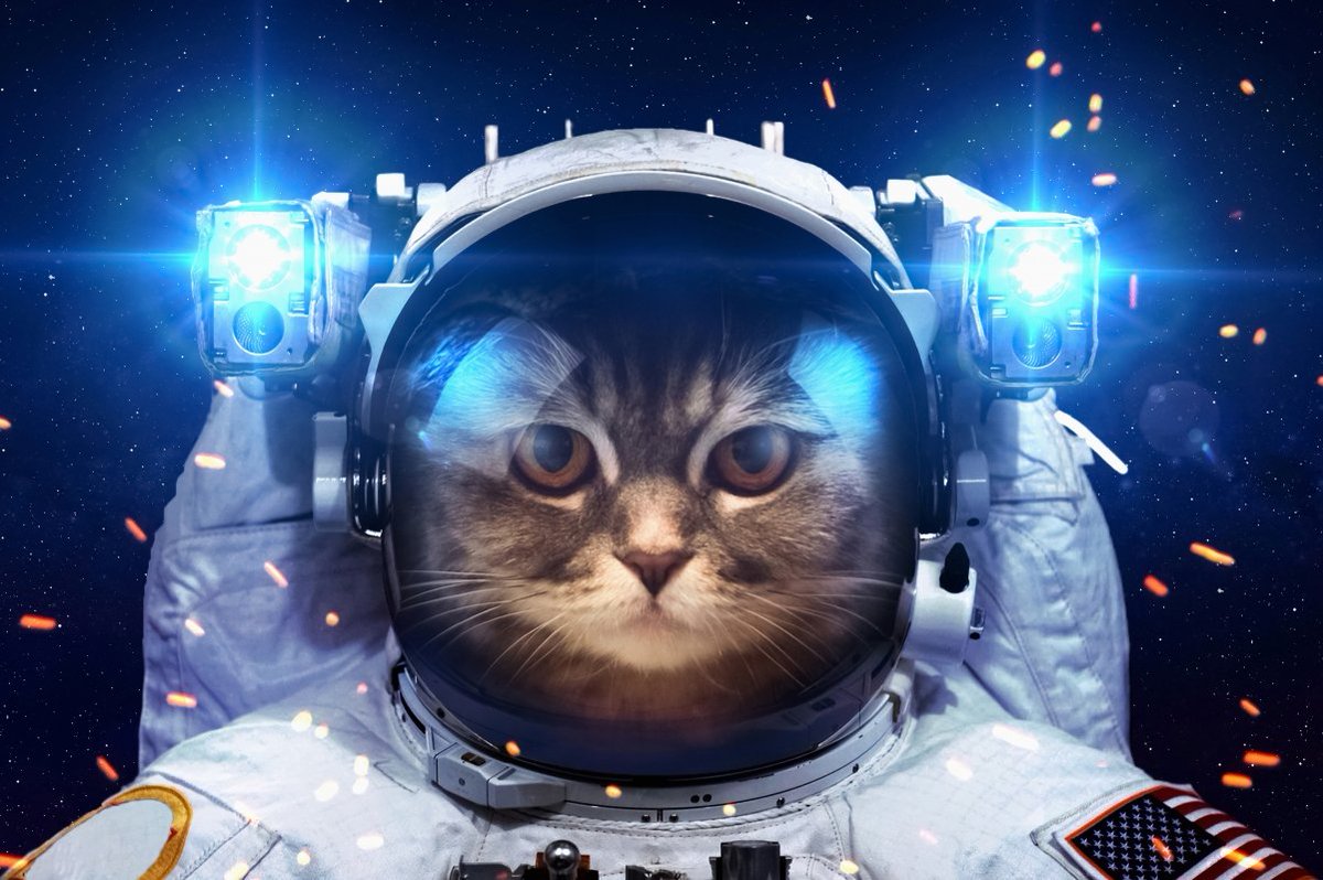Once it reaches space, you won't forget it again. Super SpaceCat 🐱

t.me/+V28e18XWq40xM…