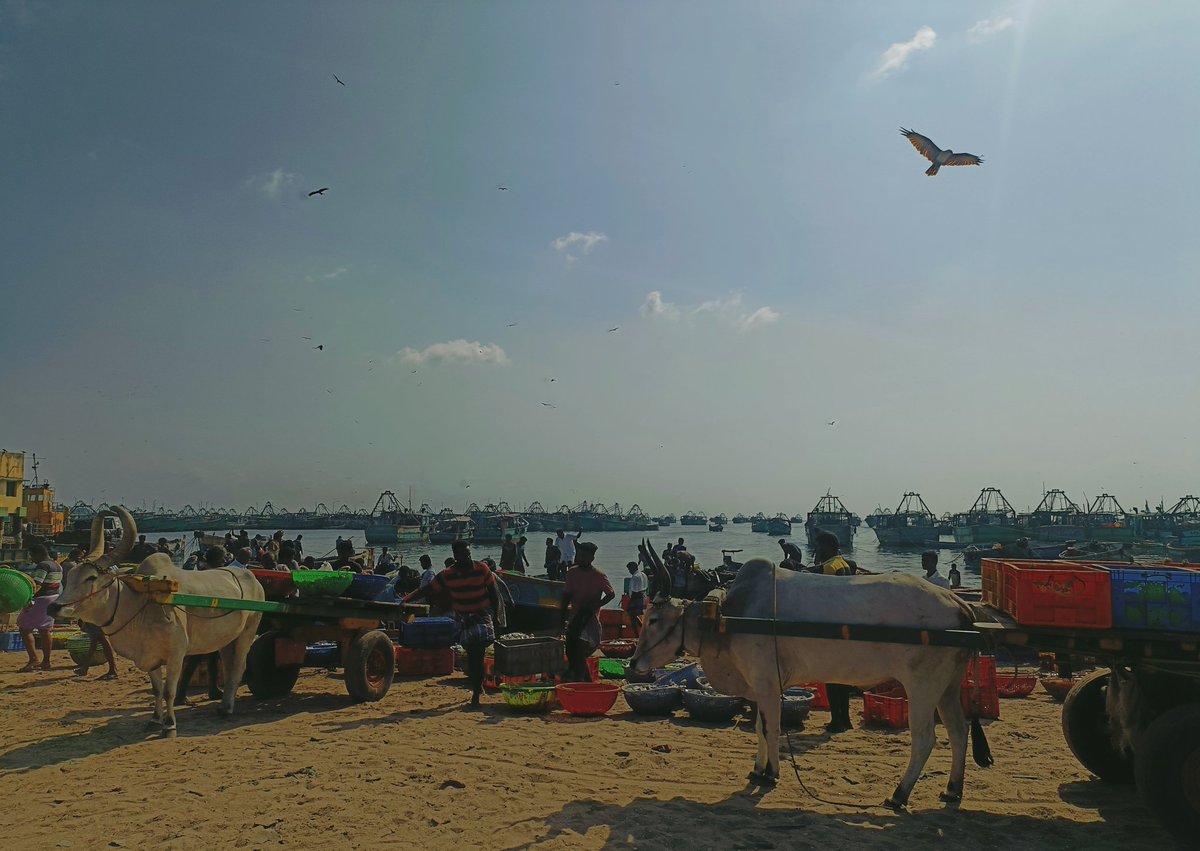 The place where traditions met mechanisation.....🐂🎣⛵#Palk Bay #Rameshwaram #Fisheries