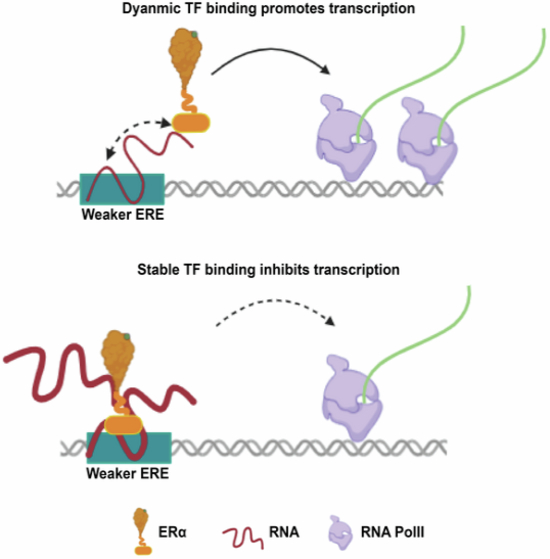 The EMBO Journal (@embojournal) on Twitter photo What is the significance of transcription factor binding to regulatory RNA?
<a href="/DimpleNotani/">Dimple Notani</a> and colleagues <a href="/NCBS_Bangalore/">National Centre for Biological Sciences</a> show that it stabilizes ERα binding to promoters with weak recognition motifs, but also reduces their transcriptional output
embopress.org/doi/full/10.10… What is the significance of transcription factor binding to regulatory RNA?
<a href="/DimpleNotani/">Dimple Notani</a> and colleagues <a href="/NCBS_Bangalore/">National Centre for Biological Sciences</a> show that it stabilizes ERα binding to promoters with weak recognition motifs, but also reduces their transcriptional output
embopress.org/doi/full/10.10…