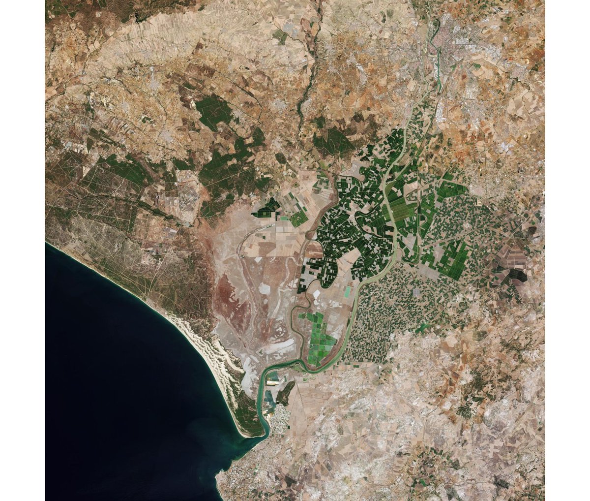 🚨 #Doñana recibe a las aves en paso migratorio completamente seca. Un año más, este humedal clave para el descanso y alimentación de millones de aves en su viaje entre Europa y África sufre los efectos de la sequía y la sobreexplotación de los acuíferos. #DoñanaSeExtingue 🦩🦆