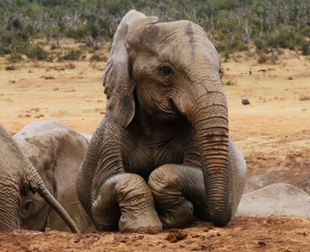 Posing for the camera.  😍🐘📷Eileen Groenewald #AddoElephantNationalPark #LiveYourWild <a href="/SANParks/">SANParks</a>