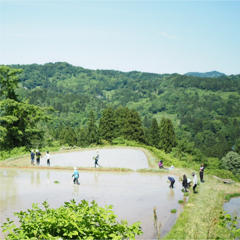 【令和6年度新規認証品紹介③】

商品名：日本酒MANDOBA
認証事業者：株式会社Ｕ・ＳＴＹＬＥ

上越市安塚区の山奥にある小さな天水田「万燈場（まんどば）」で栽培された、農薬・化学肥料不使用の酒米・五百万石を使用し、大潟区の酒蔵にて生酛（きもと）造り、酵母無添加で造られた日本酒🍶です。
