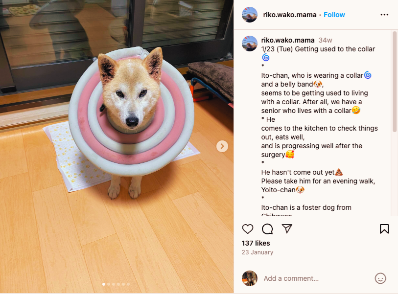 CA: 8EWwj4pkstZKjPdqf59dJ8i1ch3UmGR5Gs76njawfV7z

TG: t.me/neirowifcollar

On the 23rd of Jan 2024 Ito-chan, now known as Neiro was posted wearing a round collar 🌀

For this iconic picture we present you wif; Neiro wif collar the first real meme of Neiro! $NWIF