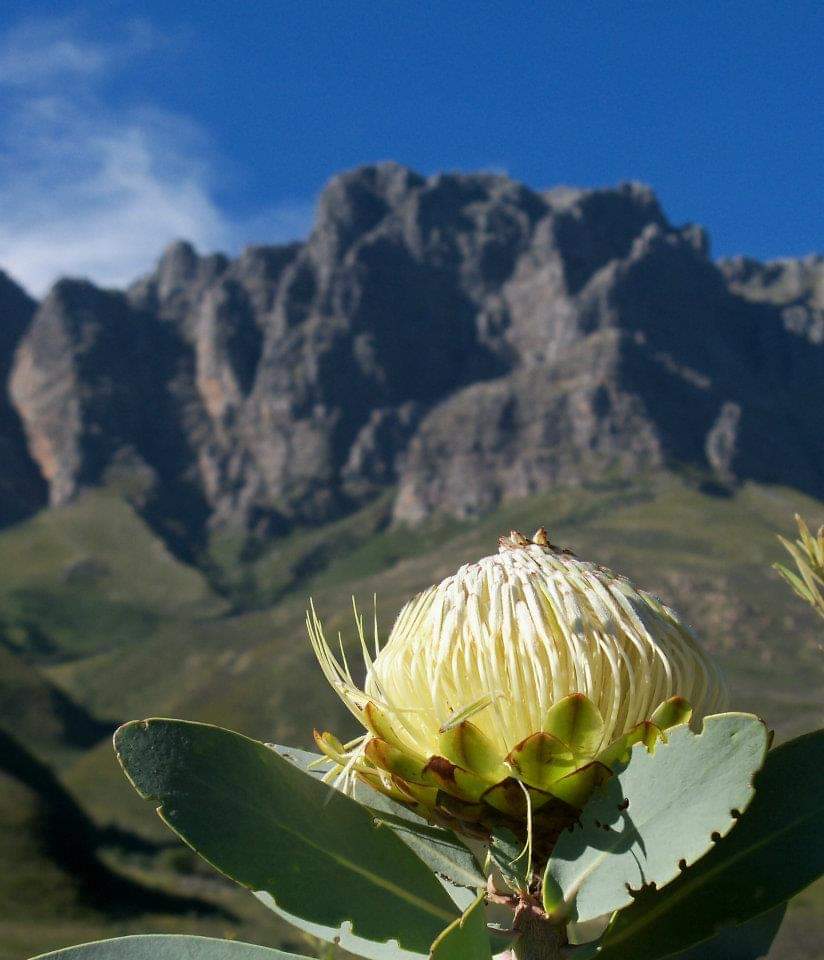 Marlize Stander (@winelands) on Twitter photo The beauty of Jonkershoek Nature Reserve! Throwback to my regular hiking days. Play outside.
<a href="/VisitStellies/">Visit Stellenbosch</a> #Jonkershoek #naturelovers #Stellenbosch The beauty of Jonkershoek Nature Reserve! Throwback to my regular hiking days. Play outside.
<a href="/VisitStellies/">Visit Stellenbosch</a> #Jonkershoek #naturelovers #Stellenbosch