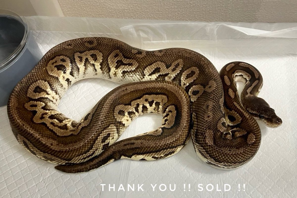 Thank You !! Sold !!