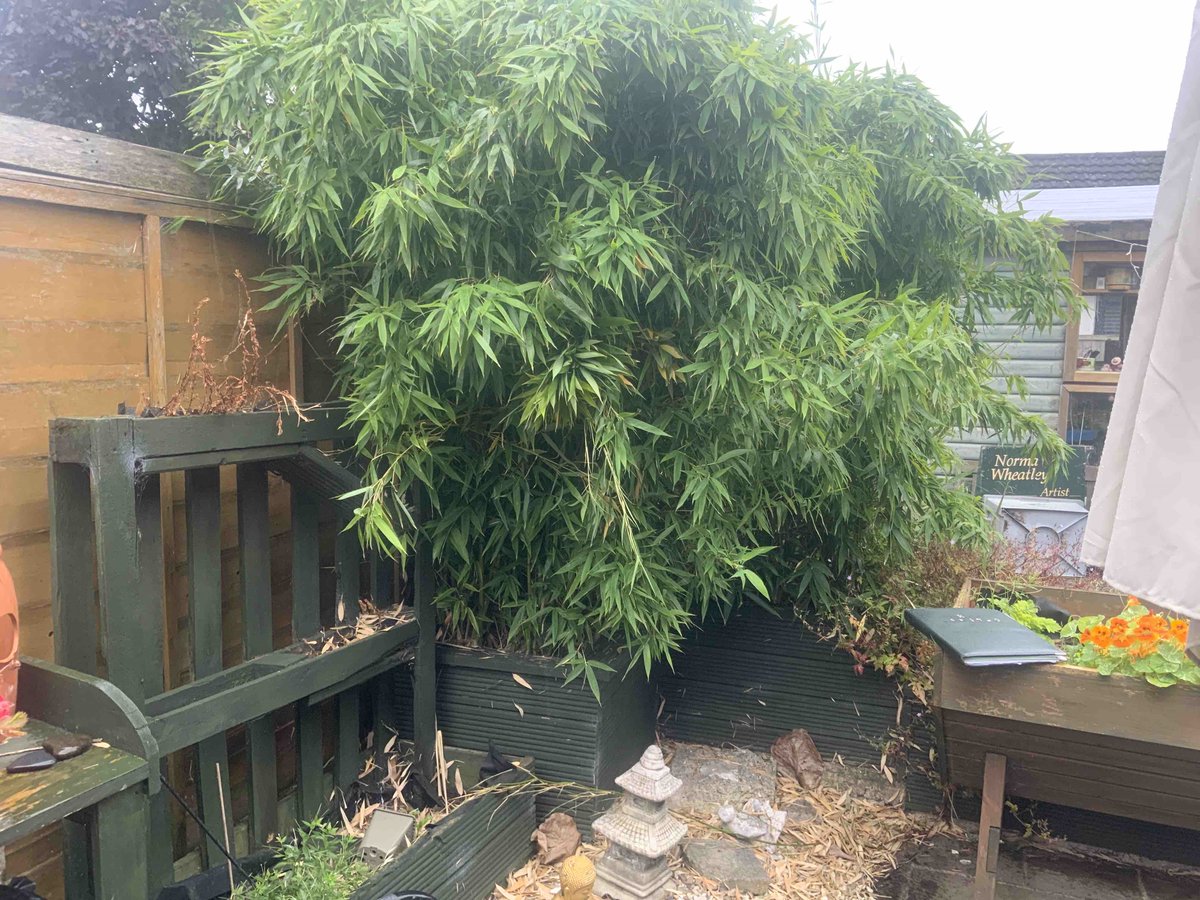 JKExpert's tweet photo. Last month we were in Warrington conducting a bamboo survey. Our professional approach ensures that property owners are well-informed about the presence of bamboo and the necessary steps for effective management &amp; removal.

https://t.co/DHkbMsNgBU https://t.co/xqzFDwndbC
