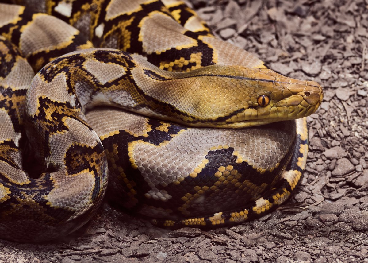 lowbassphotog's tweet image. Gorgeous pattern on this young one... #reticulatedpython #pythonreticulatus #python #snake #reptile #herpetology #naturephotography #wildlifephotography #animalphotography #conservation #biodiversity #ecology #photography #appicoftheweek #canonfavpic #captureone