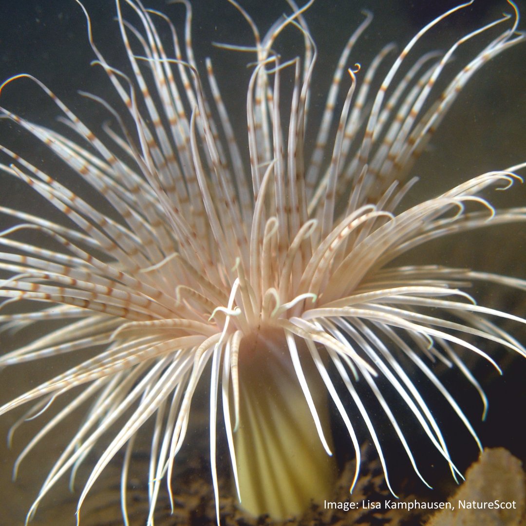 National Trust for Scotland tweet media