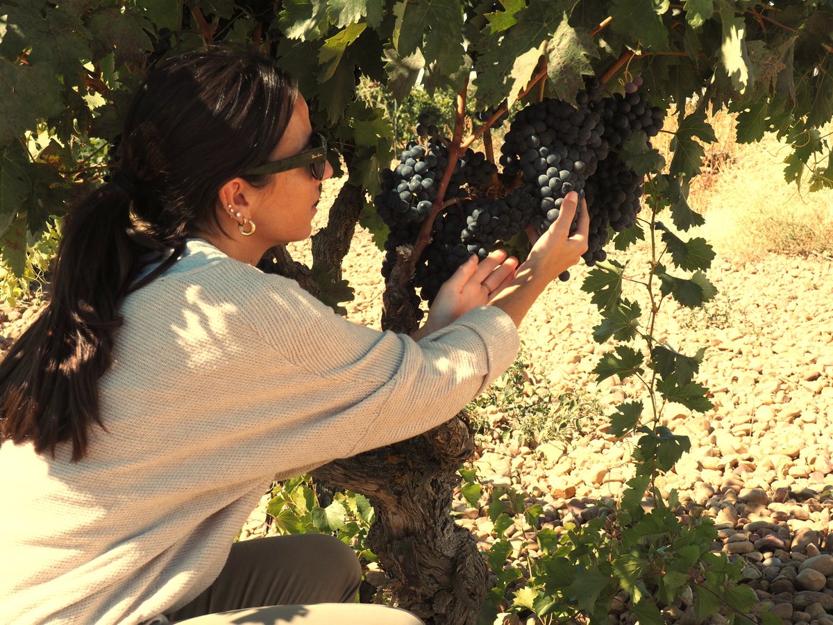 Bodegas Thesaurus tweet media