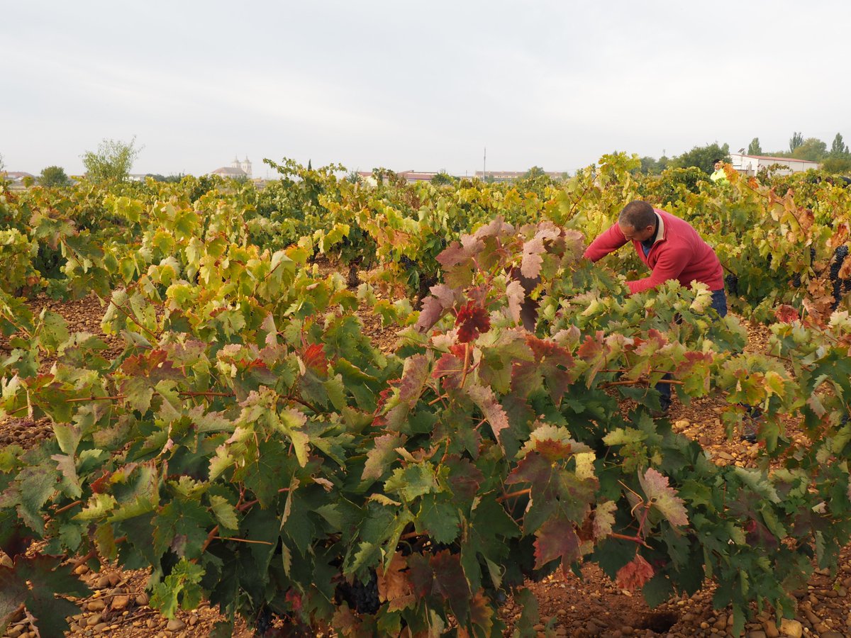 Bodegas Thesaurus tweet media