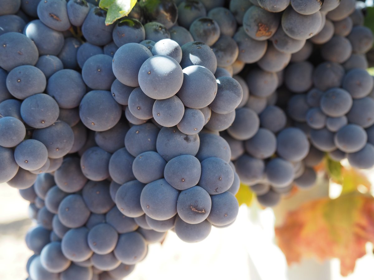 Esta semana ha comenzado la vendimia 2024, aquí empieza el viaje 🍇🗺️🍷
#vendimia2024 #bodegasthesaurus #docigales