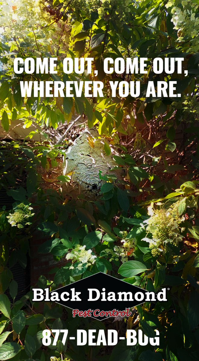 877DEADBUG's tweet image. They can run but they can’t hide. 877-DEAD-BUG
.
.
.
#pestcontrol #deadbug
