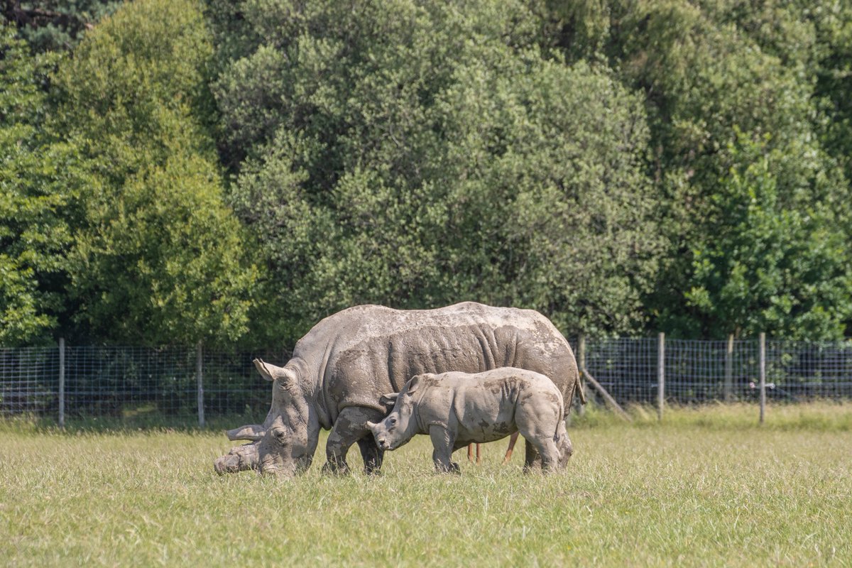 University of Liverpool (@livuni) on Twitter photo 🌎🦏 In a world-first operation, our Leahurst Equine Hospital and <a href="/KnowsleySafari/">Knowsley Safari</a> worked together to conduct a veterinary procedure on baby rhino, Amara.
A team of over ten vets, including specialist surgeons and anaesthetists, nurses & animal keepers carried out the treatment 🌎🦏 In a world-first operation, our Leahurst Equine Hospital and <a href="/KnowsleySafari/">Knowsley Safari</a> worked together to conduct a veterinary procedure on baby rhino, Amara.
A team of over ten vets, including specialist surgeons and anaesthetists, nurses & animal keepers carried out the treatment