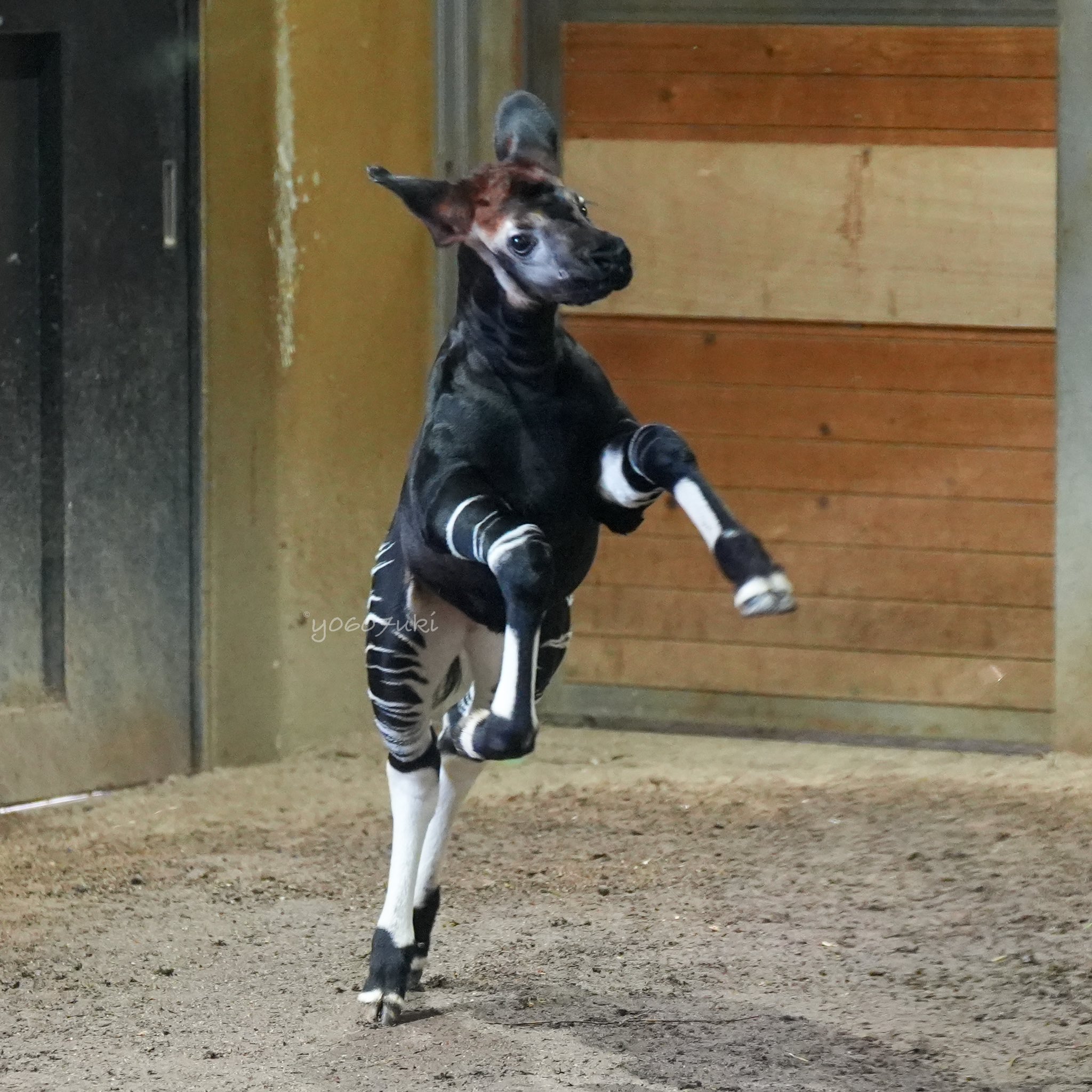 Okapi - Search / X