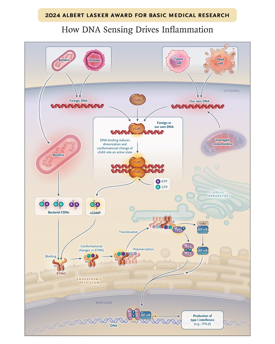 The 2024 Albert Lasker Award for Basic Medical Research recognizes Dr. Zhijian (James) Chen for his elucidation of how DNA stimulates immune responses. Learn more about this award-winning research: nej.md/4e9pCEt