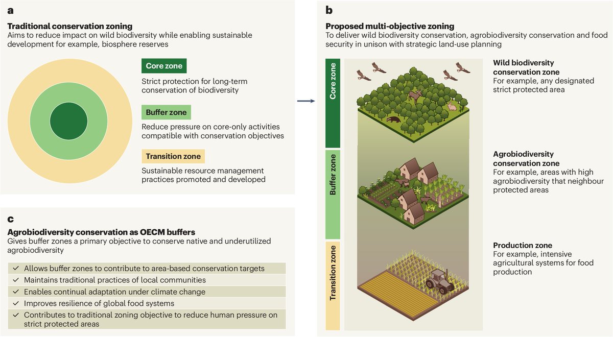 Sophie Jago (@sophiejago18) on Twitter photo Thrilled to share our new perspective in <a href="/naturesustainab/">NatureSustainability</a>! 🌱
We explore how wild biodiversity tools can be adapted to conserve #agrobiodiversity—key for food security & climate resilience🌾🌍
Thanks to a great team of 49 co-authors!🙏
Full text ➡️ rdcu.be/dUrut Thrilled to share our new perspective in <a href="/naturesustainab/">NatureSustainability</a>! 🌱
We explore how wild biodiversity tools can be adapted to conserve #agrobiodiversity—key for food security & climate resilience🌾🌍
Thanks to a great team of 49 co-authors!🙏
Full text ➡️ rdcu.be/dUrut