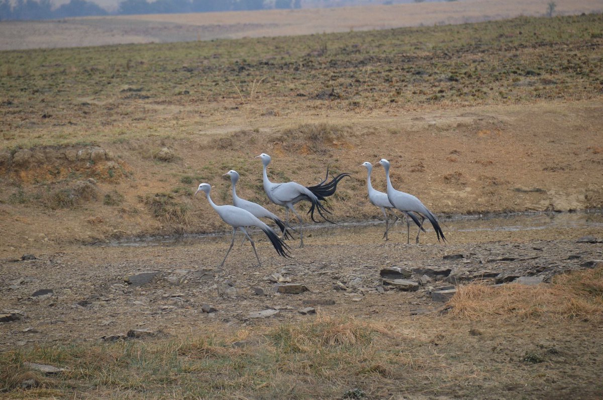 Some more photos of our volunteers straight from the field! They are currently volunteering at <a href="/NambitiReserve/">Nambiti Private Game Reserve</a> , assisting the research team in monitoring priority species and collecting important data. How beautiful and elegant are the blue cranes!? South Africa's national bird.