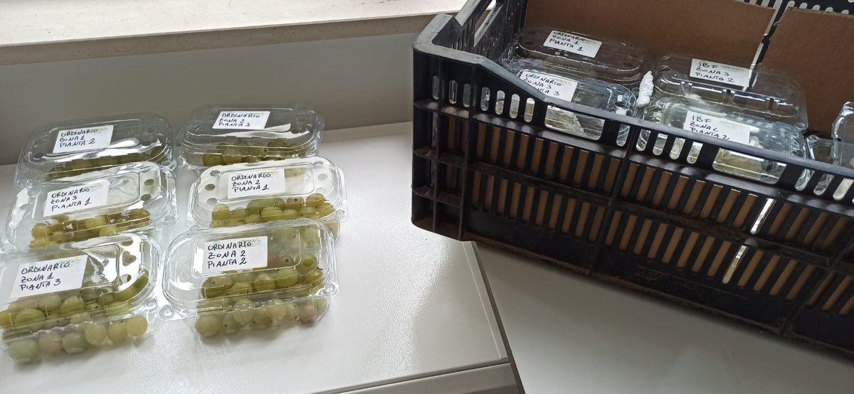 🔬 Progetto di ricerca 🍇 "Uva da tavola"
Presso l'azienda Abiomed di Ragusa
🔎 Analisi sulle Uve Italia