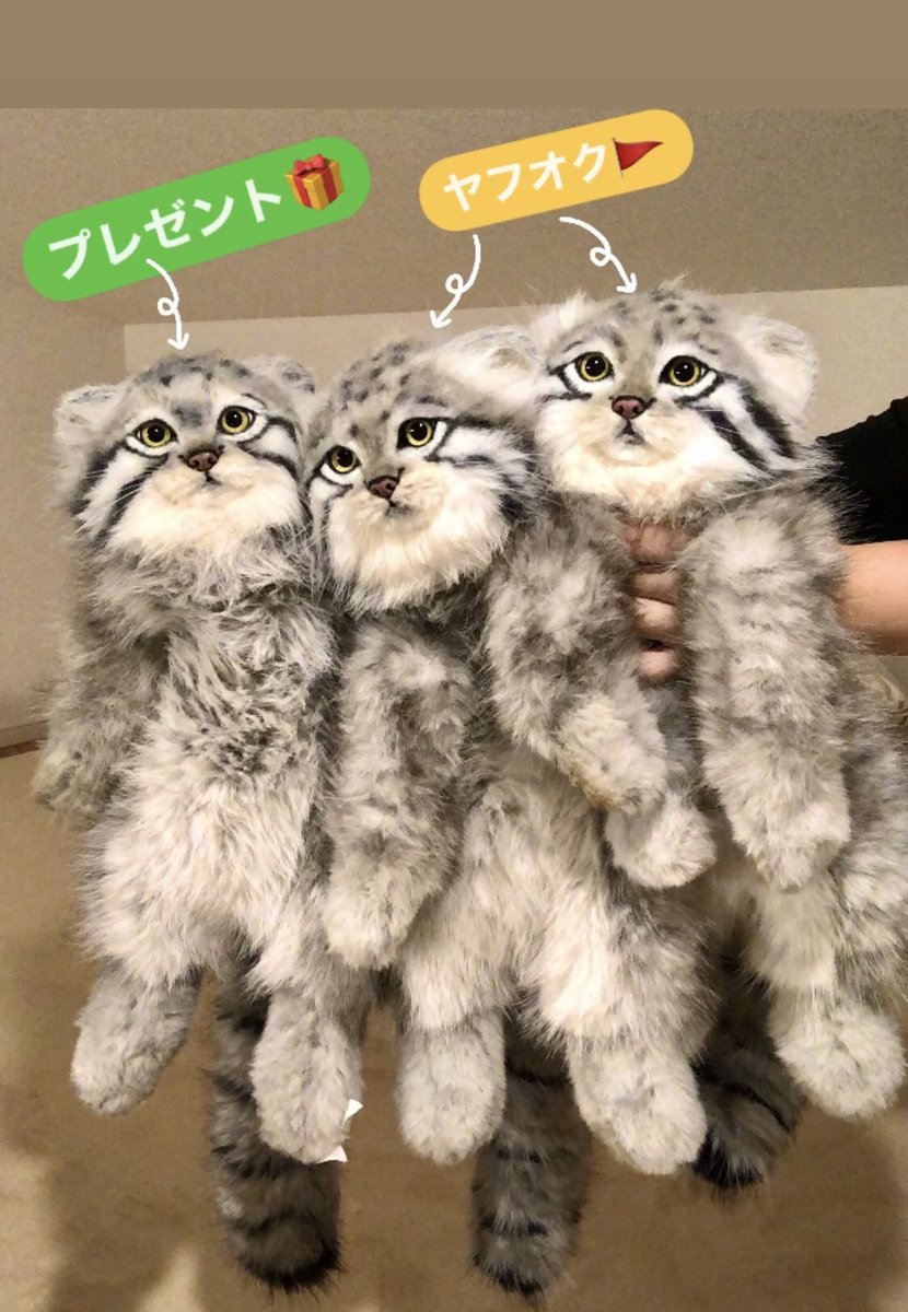 rik27xxx's tweet photo. 【プレゼント🎁】

写真左のマヌルさんを1名様にプレゼントします✨

詳細はリプ欄にてご確認願います❣️
（※この子の個性についても書いてます）

〆切:9/21土

兄弟2ピキのヤフオクは22日スタート（即決価格あり）を予定しております。時間等の詳細は、決まり次第こちらのツリーにポスト予定です😊 https://t.co/DJzIjUs7E2