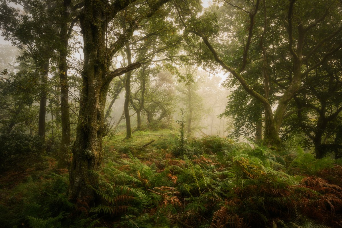 dmrippin's tweet photo. Another shot from yesteray's magical morning amongst the trees.
#Hawkshead #VisitHawkshead #LakeDistrict @lakedistrictnpa @LakesCumbria @PictureCumbria @CumbriaWeather @OPOTY @golakes @TheLakesGuide @hiddencumbria @ShowcaseCumbria #OPOTY #rpslandscape #TheLakelanders #PhotoRippin https://t.co/KufIBEFbV0