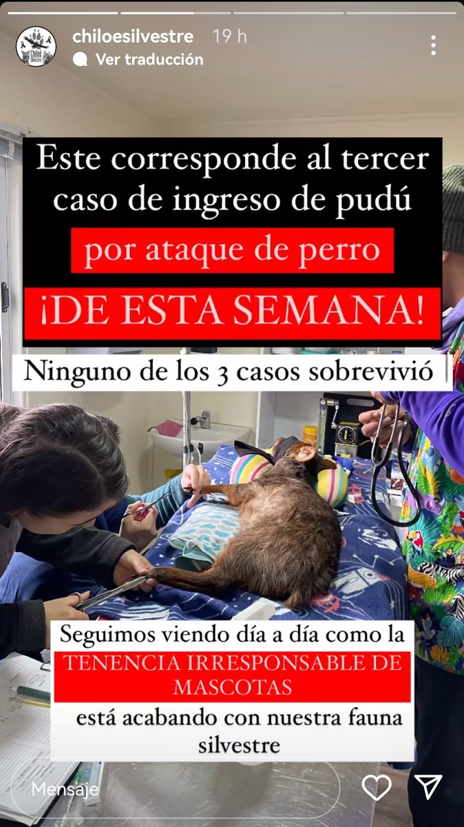 Chiloé Silvestre (<a href="/Chiloesilvestre/">Chiloé-Silvestre</a>) reporta la tercera muerte de pudú por causa de perros en esta semana (!): una hembra preñada 😔😔😔

¿Las leyes prometidas? ¿El presupuesto? ¿La fiscalización? Nadie sabe.