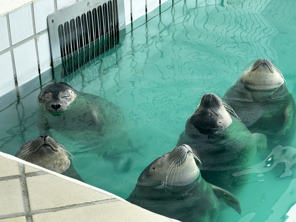 A nice and chill weekend from the Sealcentre!🍵🦭