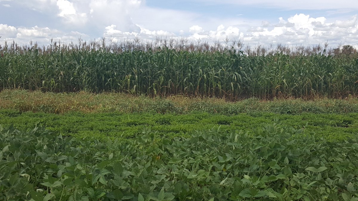 Isaiah Nyagumbo (@isaiah_nyagumbo) on Twitter photo Excited to share this research output showing how maize-legume rotations in Malawi’s smallholder farms are not just increasing maize yields but also boosting nutrition and maximizing land use efficiency.
Thanks to Donald Nyamayevu and <a href="/jvasco323/">João Vasco Silva</a> sciencedirect.com/science/articl… Excited to share this research output showing how maize-legume rotations in Malawi’s smallholder farms are not just increasing maize yields but also boosting nutrition and maximizing land use efficiency.
Thanks to Donald Nyamayevu and <a href="/jvasco323/">João Vasco Silva</a> sciencedirect.com/science/articl…
