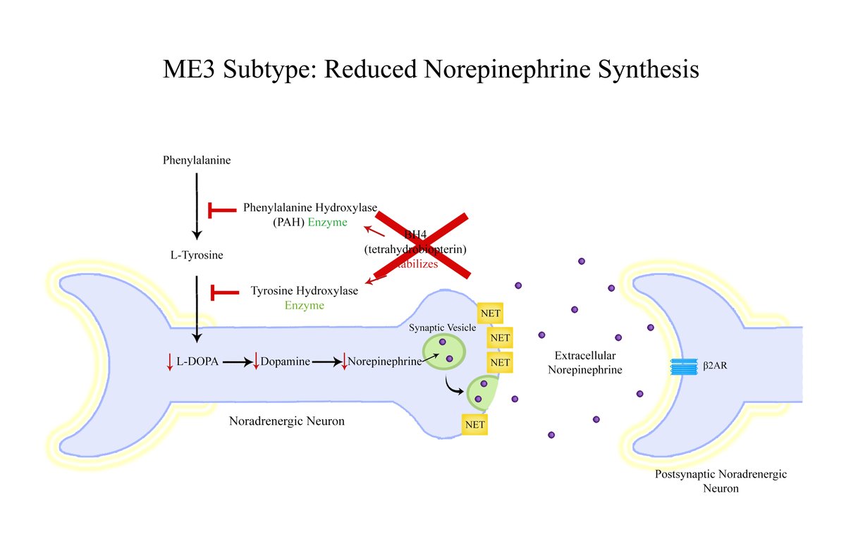 tamararivc's tweet photo. In Subtype 3 (ME3) There is a deficiency of norepinephrine synthesis, worsened by mental &amp; physical exertion. Causes could be BH4 deficiency, reduced tyrosine hydroxylase activity or other factors.

@BinitaKane @amibanerjee1 @WesElyMD @zalaly @TeamSRRaj @doctor_zeest  

3/22 https://t.co/FpieafBMpP