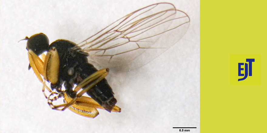 [#entomology]  Twelve new species of Platypalpus Macquart (Diptera: Hybotidae) from Morocco, with additional new records ⤵️

✒️ Laila Zouhair, Patrick Grootaert, Kawtar Kettani
🔗 DOI: doi.org/10.5852/ejt.20…
#diptera #hybotidae #NewSpecies #dipterist