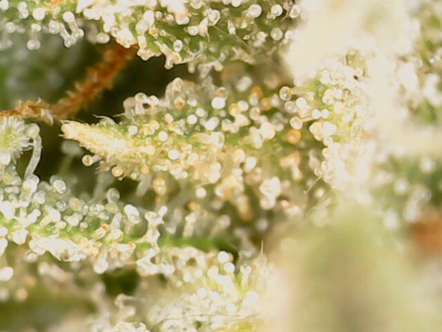 Grow.Guide420 tweet media