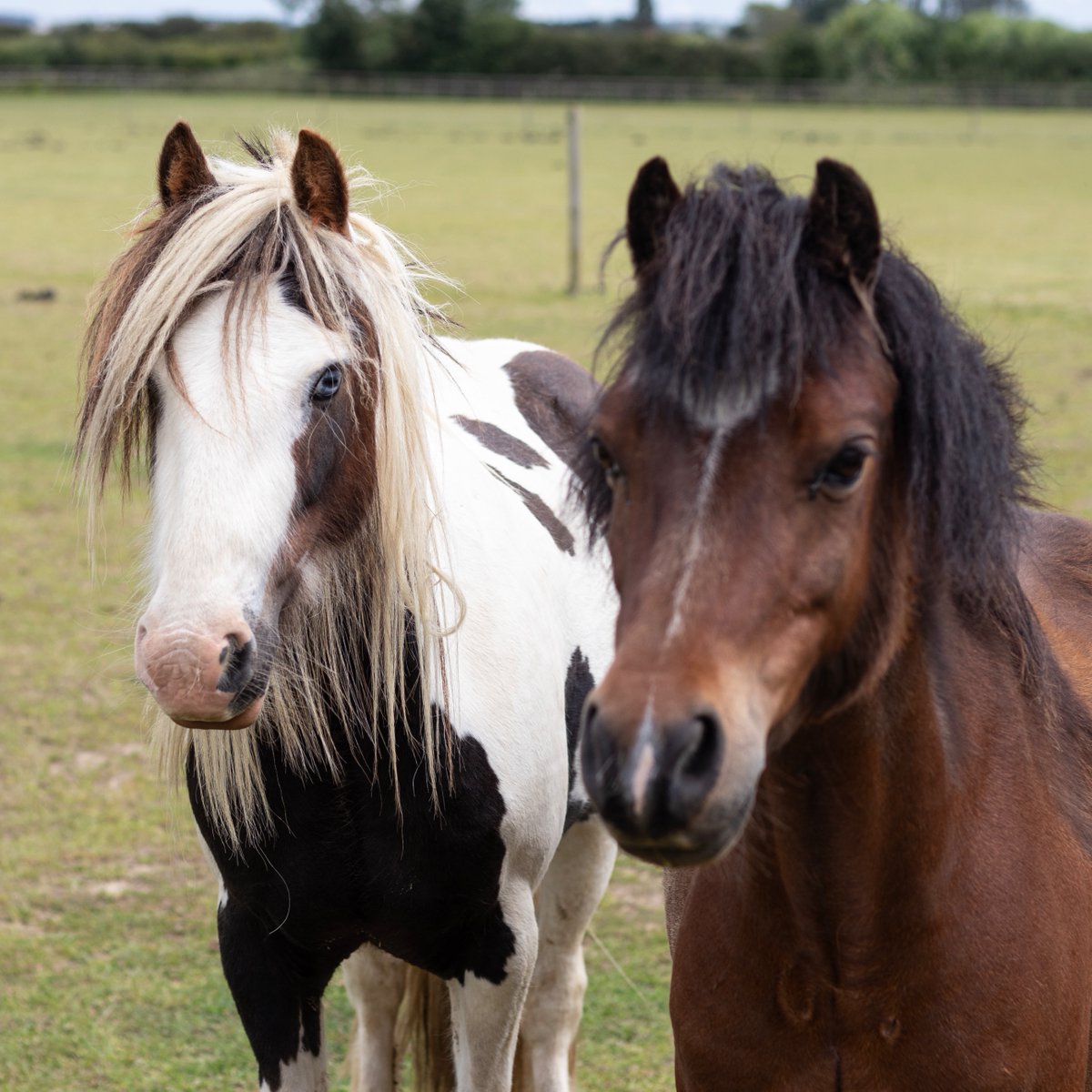 Bransby Horses tweet media