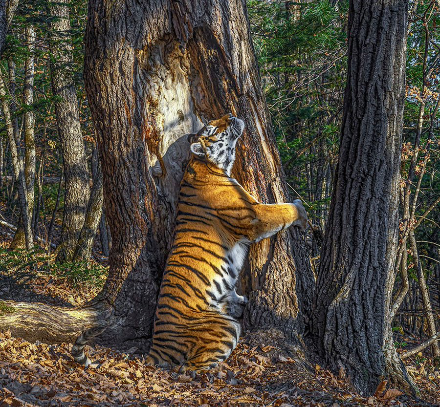 EnzoManis's tweet photo. @JamesLucasIT 1️⃣4️⃣ Sergey Gorshkov 🐅🌲

Après 11 mois d’attente, Sergey Gorshkov a capturé cette image primée d’un tigre de Sibérie étreignant un ancien sapin dans l’est de la Russie. https://t.co/SGEGrOdDnv