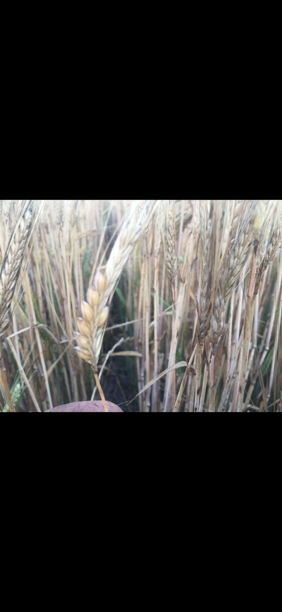 Crazy Jespersen tweet media