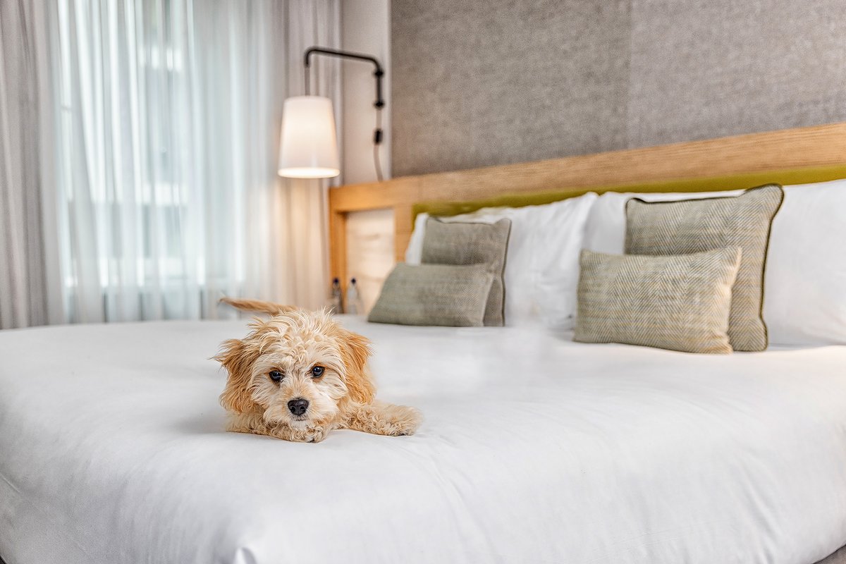 You love your pet pooch and so do we.

Take the stress out of travelling and bring your fur baby too.  

brnw.ch/21wMQma

#MorganMemories #DogFriendlyHotel #DogFriendlyTravel