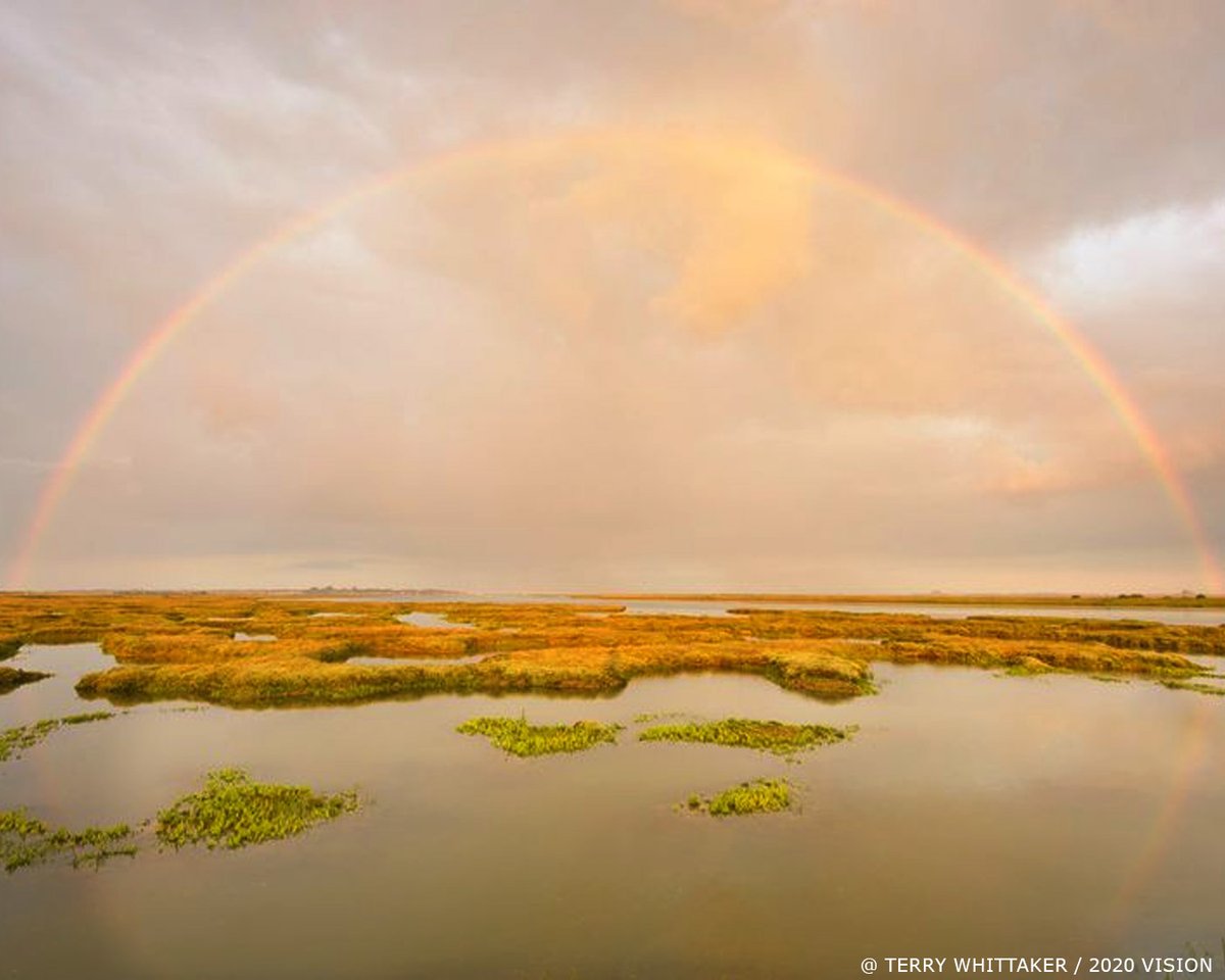 wwf_uk's tweet photo. 🚨BREAKING: Sea mud stores three times more carbon than our forests!

A new report estimates 244 million tonnes of organic carbon is locked in the UK’s seabed habitats.

The Blue Carbon Mapping Project highlights the importance of these habitats! 👇

https://t.co/tNSn6xleMn https://t.co/5i6waHLrma