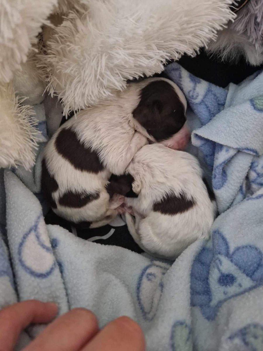 EGLR1's tweet image. You've met our two little cuties Harry and Hetty haven't you, but cuteness aside they are now little pee and poop machines so if there's any chance any of our supporters could help again 
To send
#puppypads
Message details below 
Thank you 🐾

facebook.com/profile.php?id…