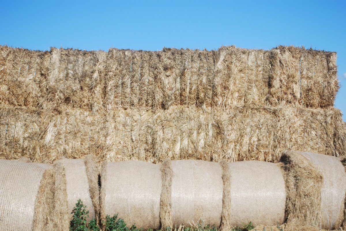 Heard about our hay versus grains calculator? This tool calculates the gross margin of grain and hay production in dollars per hectare. It helps with deciding whether a crop should be left for harvest or cut for hay. Just click on this  link: go.vic.gov.au/4gszL0r Then fill in