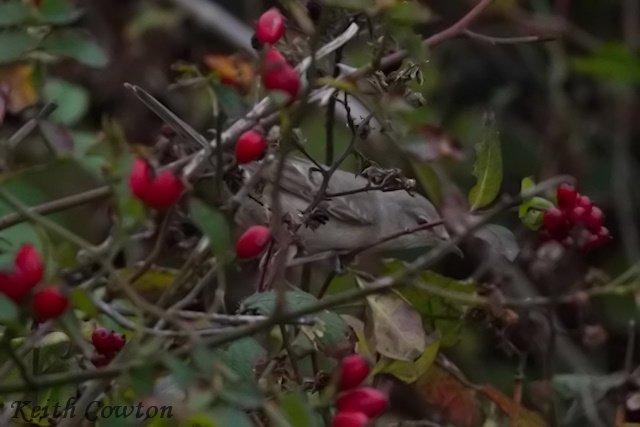CowtonKeith's tweet photo. Barred Warbler in the Bomb Hole, South Gare Redcar this morning @teesbirds1 https://t.co/8iewbTi5PR