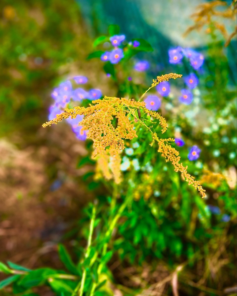 r_fototkr's tweet photo. Morning!
#floralart #garden #goldenrod #wildasters #seasonschange #evanstonecologycenter #wildandfree https://t.co/iQkbbdQBLw