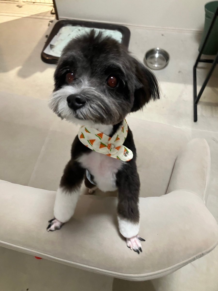umaimai17's tweet photo. @taro20216 犬でも参加可能でしょうか？😢

我が家の犬は、片足だけずり落ちタイプです！しっぽの先も白です🧦 https://t.co/OfxNk4edBl