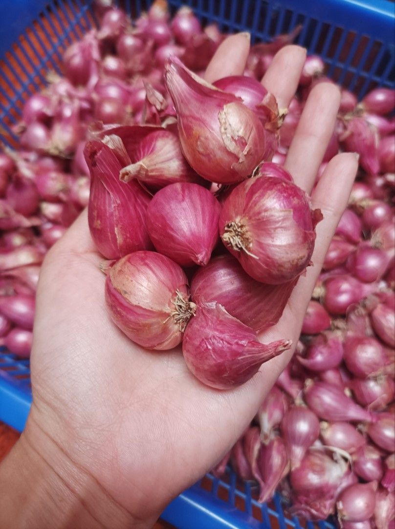 Sialan temen gw sampe heran gw ketawa kenapa😭 bawang nganjuk